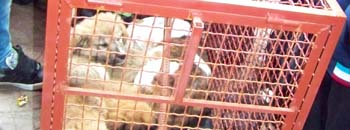 Дваесетина кученца се здомија